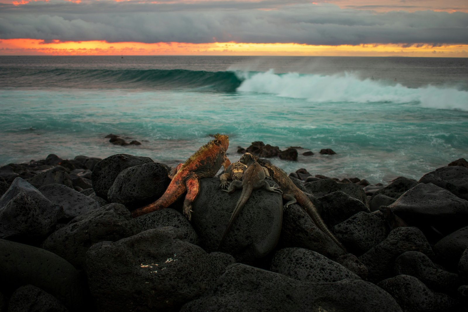 Tortuga Bay, Galápagos