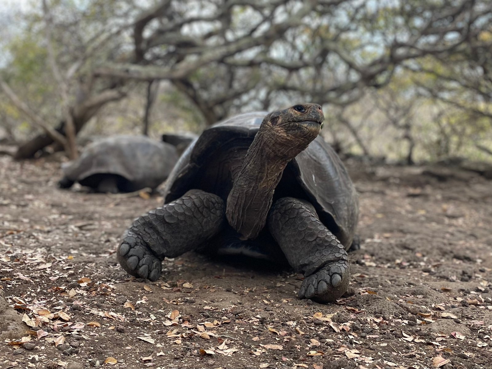 Tortuga gigante de Galápagos