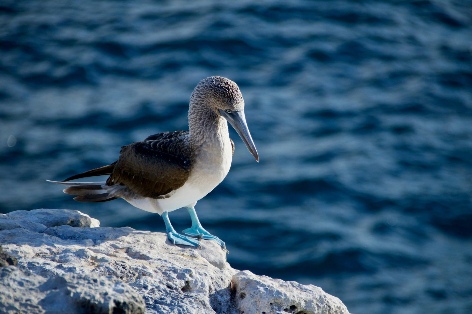 Piquero de patas azules, Isla Seymour Norte
