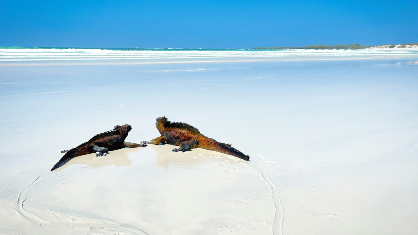 Tortuga Bay, Galápagos